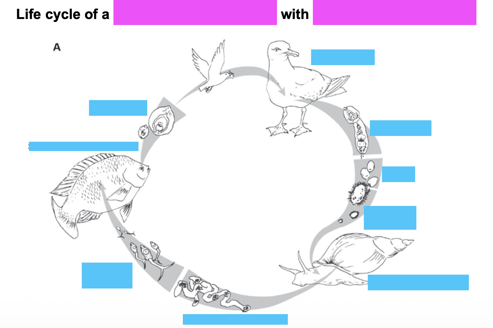 <p><strong>• Endoparasites</strong></p><p class="p2">• They must __ to complete their life cycle</p><p class="p2">• The chance that a single individual will live to reproduce is <u>very low/very high</u></p><p class="p2">• A __ must happen to balance ?</p>