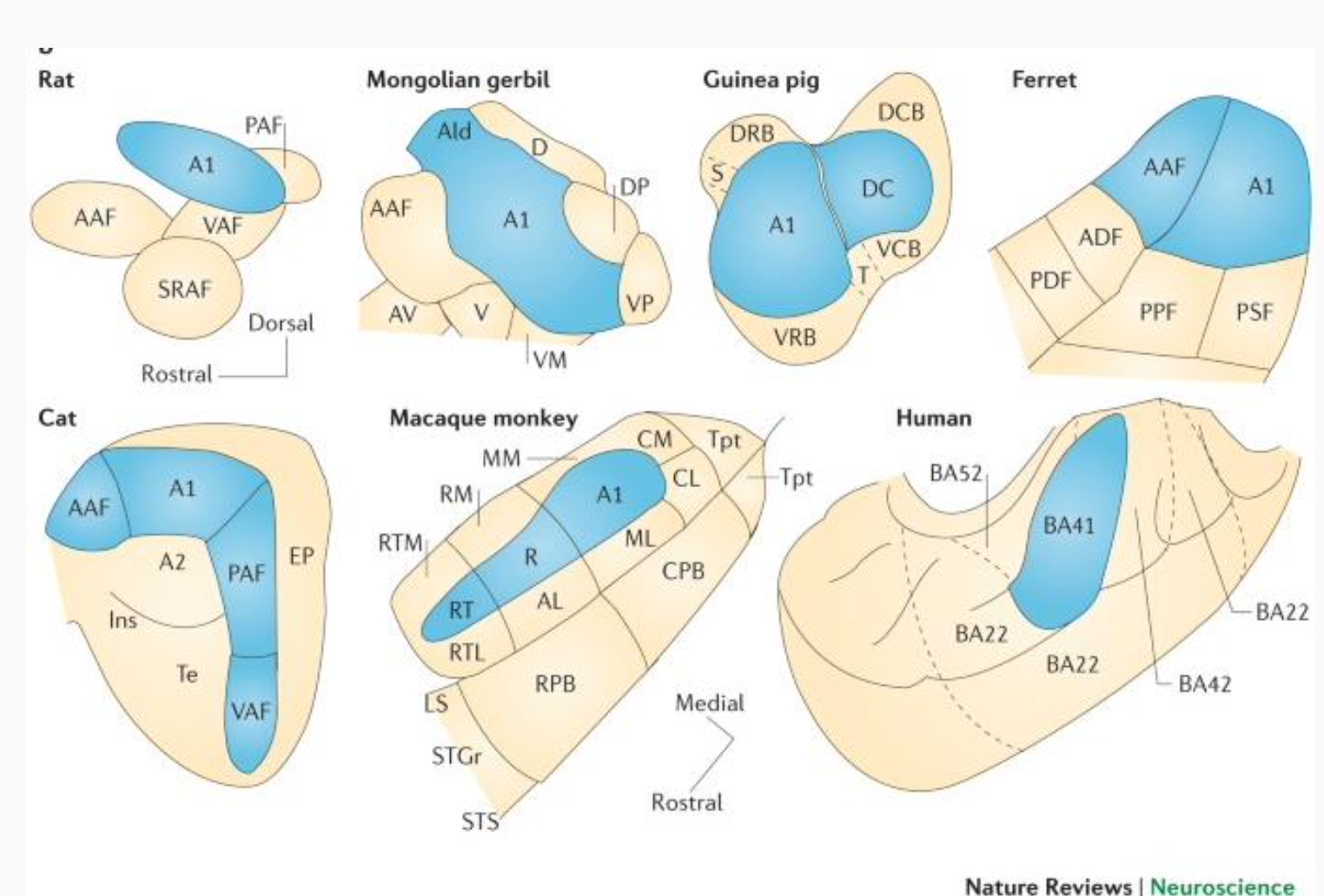 <ul><li><p>tonotopically organized</p><ul><li><p>primary or core areas</p></li><li><p>secondary or belt areas</p></li></ul></li><li><p>each of these animals has a whole bunch of different auditory cortical fields</p></li><li><p>blue = primary ones gets input from the thalamus</p></li><li><p><strong>opposed to vision, hearing have a lot of subcortical processing</strong></p></li></ul><p>map of frequecny space → complex feature of sound: The auditory system starts with a spatial map of sound frequencies, and this representation is progressively transformed into meaningful, complex perceptual features.</p>