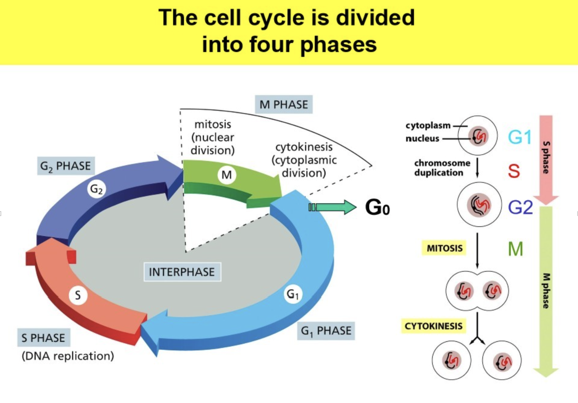 <ul><li><p>Interphase:</p><ul><li><p>G1: cell grows and becomes bigger, monitoring to find and repair DNA damage</p></li><li><p>S: DNA replication </p></li><li><p>G2: </p></li></ul></li><li><p>Mitosis </p></li><li><p>G0: cells can decide if they should divide; this phase is outside of the cell cycle, where a cell is not dividing</p></li></ul><p>Note: this applies to stem cells, once a cell is differentiated, it remains in G0</p>