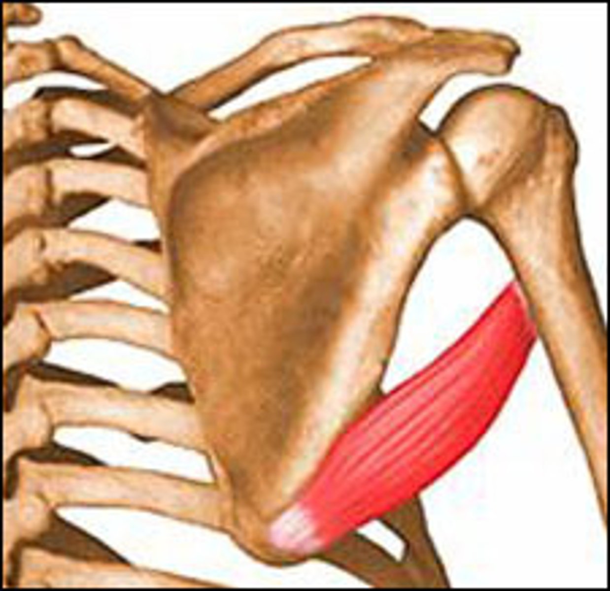 <p>origin: scapula</p><p>insertion: humerus</p><p>action: extends , adducts and medially rotates arm lateral rotation of humerus</p>