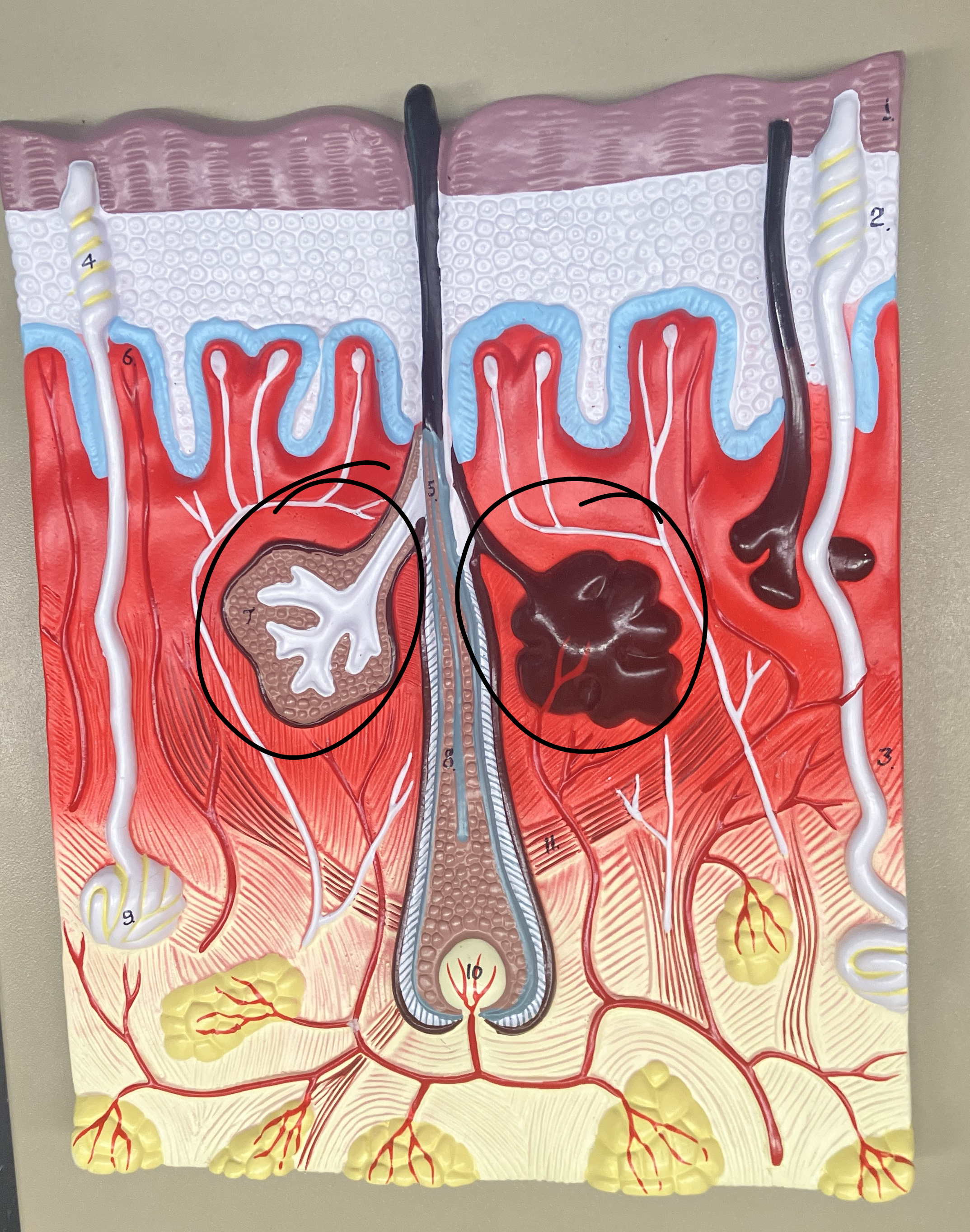 <p>microscopic glands found in your hair follicles that secrete sebum (oily, protective substance)</p>