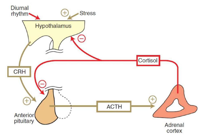 <p>Principe du test de freinage à la<strong> dexaméthasone à faible dose.</strong></p><p><strong>dexamethasone exerce une rétrocontrôle négatif</strong> sur l’<strong>hypothalamus</strong> ↓ CRH et l’<strong>hypophyse</strong> ↓ ACTH. </p><p><u>Principe</u> : Évalue si la sécrétion de <strong>cortisol </strong>peut être <strong>inhibée par une petite dose de dexaméthasone</strong> (un glucocorticoïde synthétique).</p><p><u>protocole</u> : prise de sang (T0) avant la première injection, puis prise de sang 4h (T4) et 8h (T8) après l’injection. </p><p><u>Analyse de la cortisolémie</u> (taux de cortisol dans le sang) : </p><ul><li><p>Si<strong> > 50%</strong> de T0 à T4 et T8 alors cushing <strong>surrénalien</strong> (dexaméthasone ne change rien car cortisol prod par le cortex surrénalien de manière autonome)</p></li><li><p>Si <strong>< 50%</strong> de T0 à T4 et T8 alors cushing <strong>hypophysaire</strong>. (dexamethasone agit sur l’hypophyse, donc diminution de ACTH et donc de cortisol)</p></li></ul><p></p>