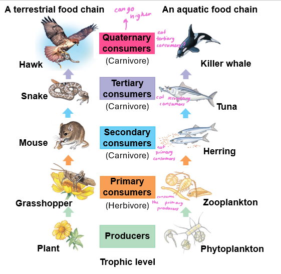 <p>What is the food chain?</p>