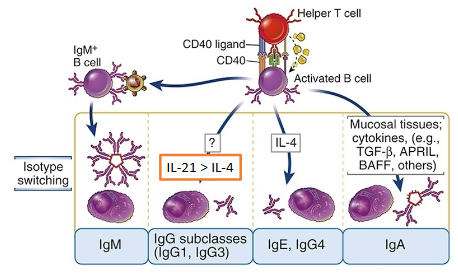<ul><li><p><span style="background-color: transparent;">Driven by Tfh cells in light zone</span></p></li><li><p><span style="background-color: transparent;">Does not affect antibody specificity</span></p></li><li><p><span style="background-color: transparent;">Regulated by Th-produced cytokines activated by microbe type</span></p></li><li><p><span style="background-color: transparent;">Occurs via “class switch recombination” (CSR) of Ig heavy chain</span></p><ul><li><p><span style="background-color: transparent;">Previously formed VDJ exon is placed adjacent to different downstream constant region (Intervening sequence is deleted</span></p></li></ul></li></ul><p></p>