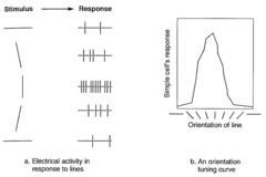 <p>Neurons in V1 respond to bars of a particular orientation</p>
