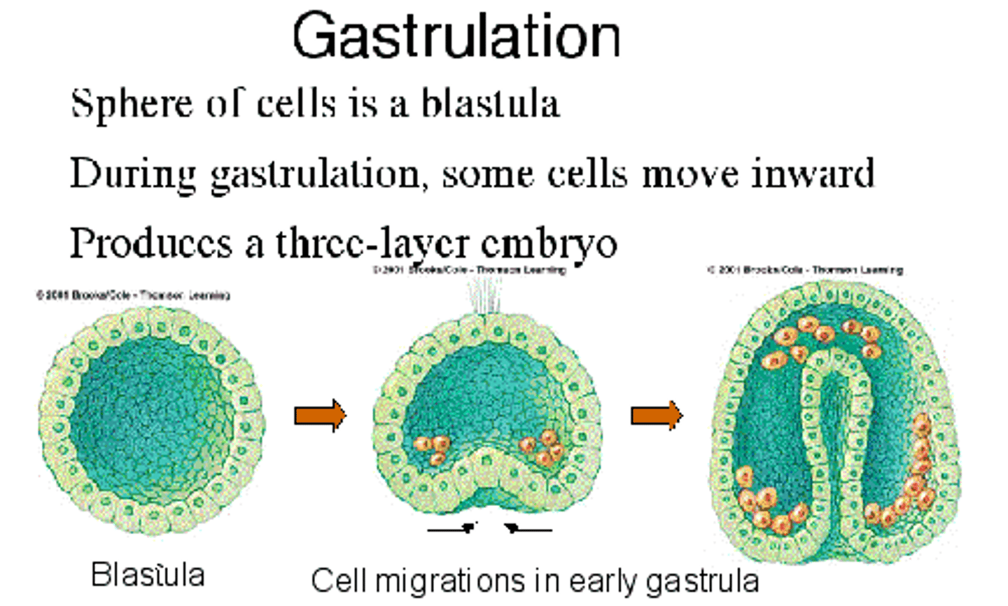 <p>Developmental process that produces the three primary germ layers (ectoderm, mesoderm, and endoderm)</p>