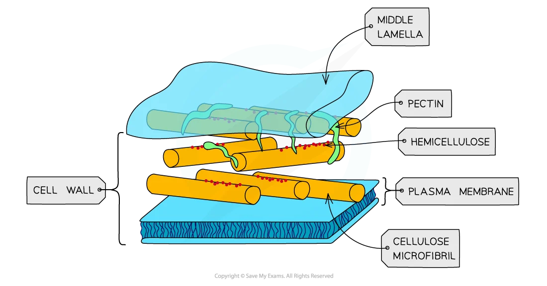 <p>Cell Wall: Function</p>