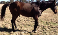 <p>What is the etiology of radial nerve injuries in horses?</p>