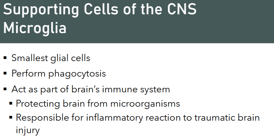 <p>Microglia</p>