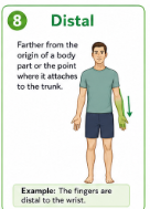 <p>Farther from the trunk or from where a limb attaches to the body.<br>Example: The fingers are distal to the elbow.</p>