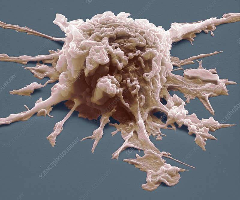 <p>What kind of human cell is this?</p>