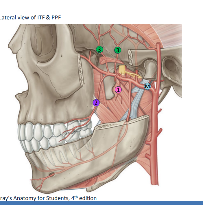 <p></p><ul><li><p>Selected branches from the 2nd part:</p><ul><li><p>Pterygoid arteries: Supply the pterygoid muscles.</p></li><li><p>Buccal artery: Supplies the buccinator muscle and cheek.</p></li><li><p>Deep temporal arteries: Supply the temporalis muscle.</p></li></ul></li></ul><p></p>