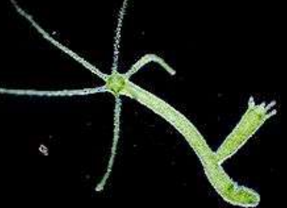 <p>¿Qué es? Taxonomia </p>