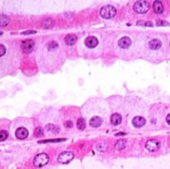 <p>Identify cell type</p>