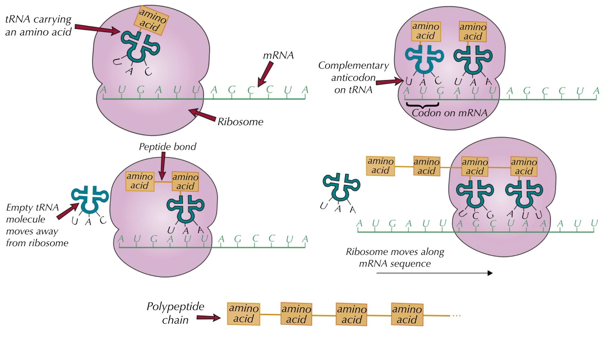 <ol><li><p>translation occurs at the ribosomes in the cytoplasm in prokaryotes and eukaryotes. the mrna attaches to a ribosome and trna molecules carry animo acids to it. atp provides energy for these bonds</p></li><li><p>a trna molecule with an anticodon complementary to the first codon on the mrna attaches itself to the mrna by complementary base pairing. the next trna codon follows, and so on</p></li><li><p>the two amino acids attached to the trna molecules are joined by a peptide bond. the first trna molecule moves away, leaving its amino acid behind</p></li><li><p>a third trna molecule binds to the next codon. its amino acid binds to the first two and the second trna molecule moves away… etc. a chain of linked amino acids is formed until there is a stop signal on the mrna</p></li><li><p>the polypeptide chain moves away from the ribosome</p></li></ol><p></p>