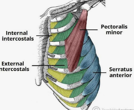 <p>Actions- Depresses ribs during forced expiration</p><p>Functional Groups-<br>Synergists- Internal abdominal oblique, external abdominal oblique<br>Antagonists- External intercostals, diaphragm</p>