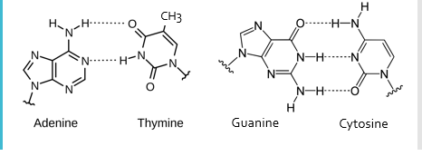 <ul><li><p>Purines</p></li><li><p>Pyrimidines</p><ul><li><p>Adenine-Thymine</p></li><li><p>Guanine-Cytosine</p></li></ul></li></ul><p></p>