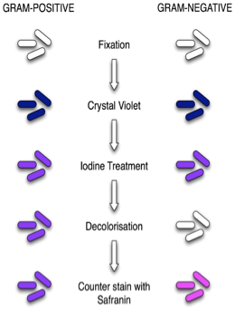 <p>Positive (purple) - retains the primary stain, <em>S aureus </em>is the organisms that is usd as the control gram (+) orgs have cell walls made of peptidoglycan and acid cross links</p><p>Negative (pink) - retains the secondary stain, <em>E. coli </em>is the organism that is used as the control, gram(-) orgs have cell walls made of lipopolysaccharides and peptidoglycan </p><p>Variable (purple and pink) - some orgs are known as gram variable and you will see pink and purple on the slide </p>