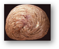 <p>Formed by a spiraling pattern of cardiac muscle cells</p>