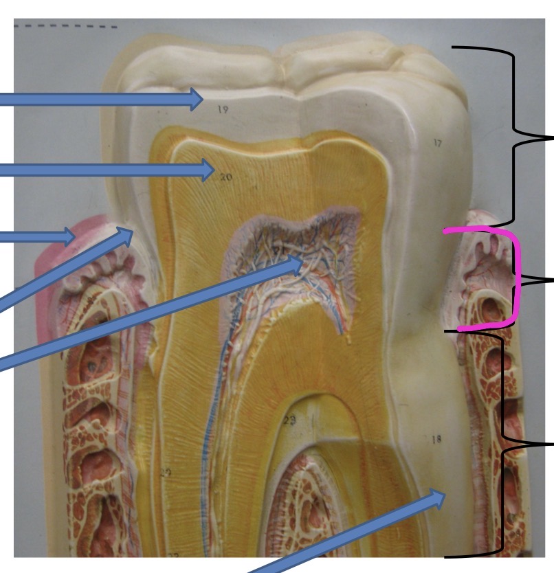 knowt flashcard image