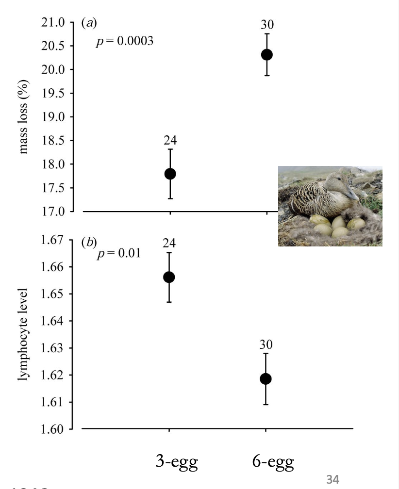 <ul><li><p>Manipulate clutch to produce 3-egg nests (low incubation demand) and 6-egg nests (high incubation demand)</p></li><li><p>Measure body mass and lymphocyte levels</p></li><li><p>Lower lymphocyte levels are indicative of immuno-suppression and increased susceptibility to infections</p></li><li><p>Incubating 6-eggs was more costly</p></li></ul><p></p>