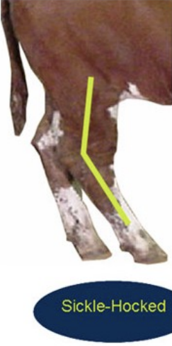 <p>bent very inwards</p>