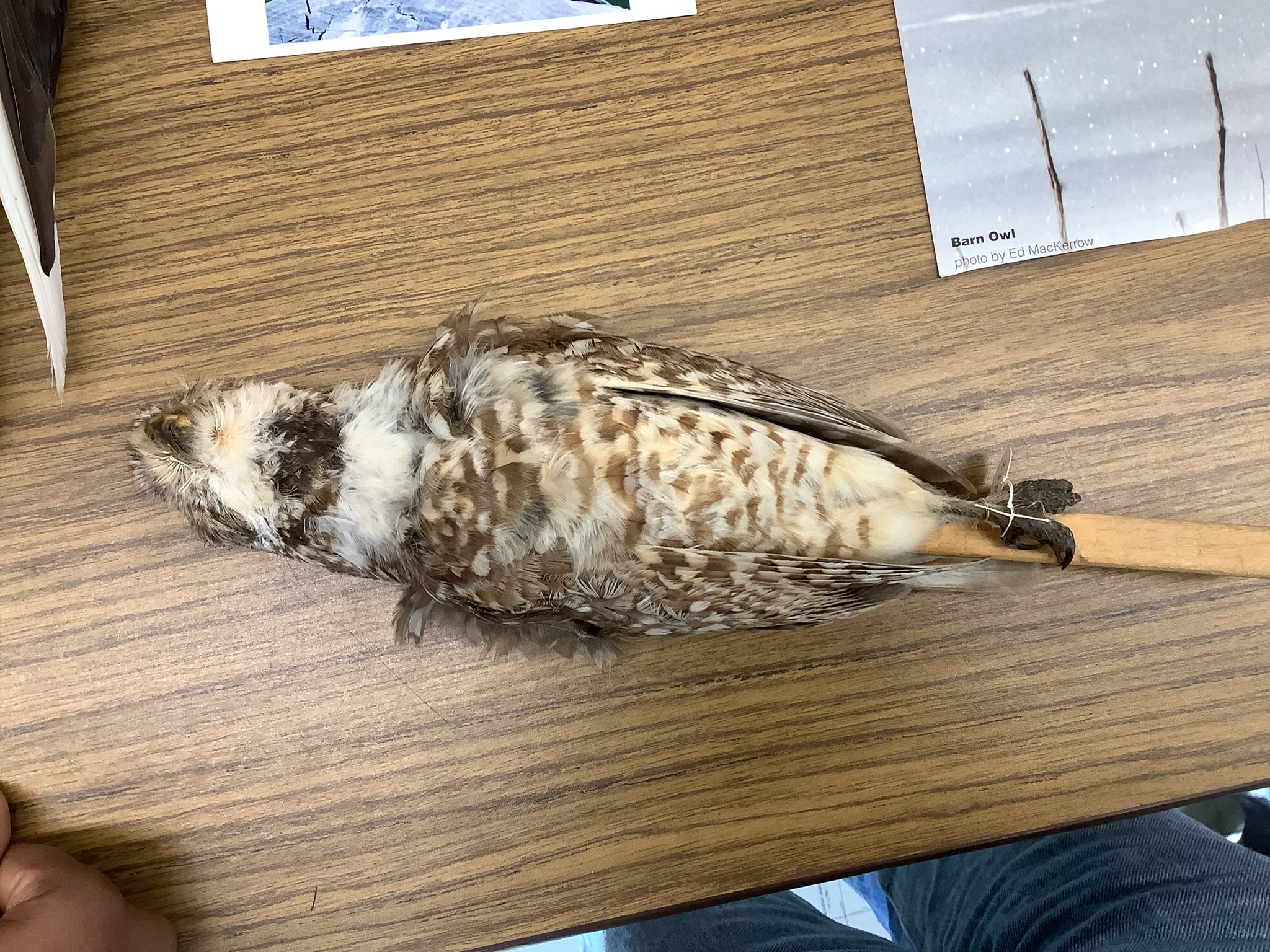 <p>Class Reptillia </p><p>Order Strigiformes </p><p>Burrowing owl </p><p></p>