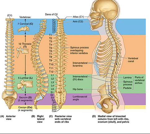 <ul><li><p>Cervical (7)</p></li><li><p>Thoracic (12)</p></li><li><p>Lumbar (5)</p></li><li><p>Sacral (5)</p></li><li><p>Coccygeal (4 segments that fuse into one solid bone)</p></li><li><p>33 vertebrae </p></li></ul><p></p>