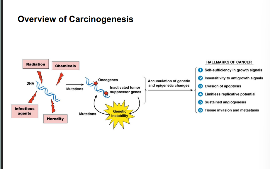 <p><span style="background-color: transparent;"><strong>Part 2: Overview of Carcinogenesis &amp; The Six Hallmarks of Cancer</strong></span></p>