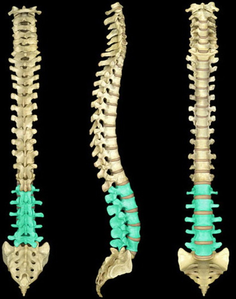 <p>he five vertebrae between the rib cage and the pelvis. They are the largest segments of the vertebral column</p>
