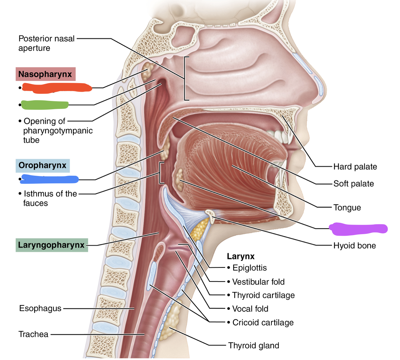 <p>Label each blank</p>