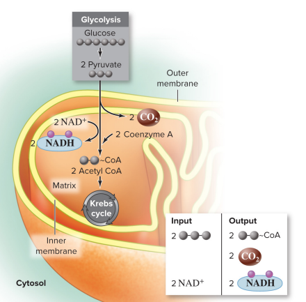 <p>Pyruvate oxidation</p>
