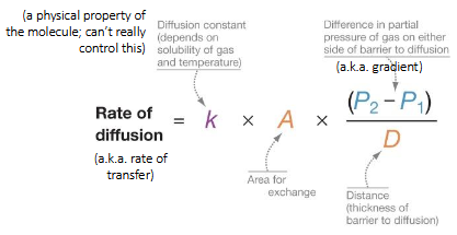 <p>Rate of transfer equation: Fick’s law</p><ol><li><p>Area for exchange</p></li><li><p>partial pressure concentration difference</p></li><li><p>Distance (Thickness of barrier to diffusion)</p></li></ol><p></p>