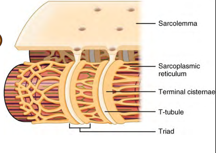 <p>surounded by sarcolemma (muscle membrane)</p><ul><li><p>sarcoplasmic reticulum</p></li><li><p>terminal cisternae</p></li><li><p>T tubule</p></li><li><p>triad</p></li></ul><p></p>