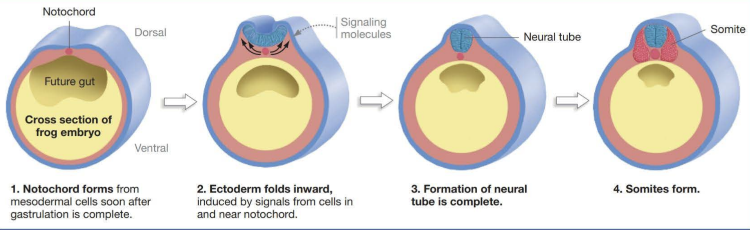<p>blocks of tissue in the mesoderm that attach to the notochord and neural tube and develop into vertebrate, ribs, and skeletal muscles </p>