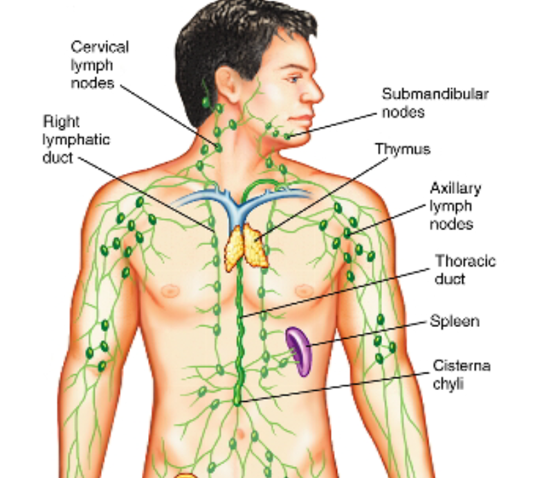 <p>Lymphatic Capillaries → Lymphatic Venules &amp; Veins → Lymphatic Ducts (Right Lymphatic Duct &amp; Thoracic Duct)</p><p></p>