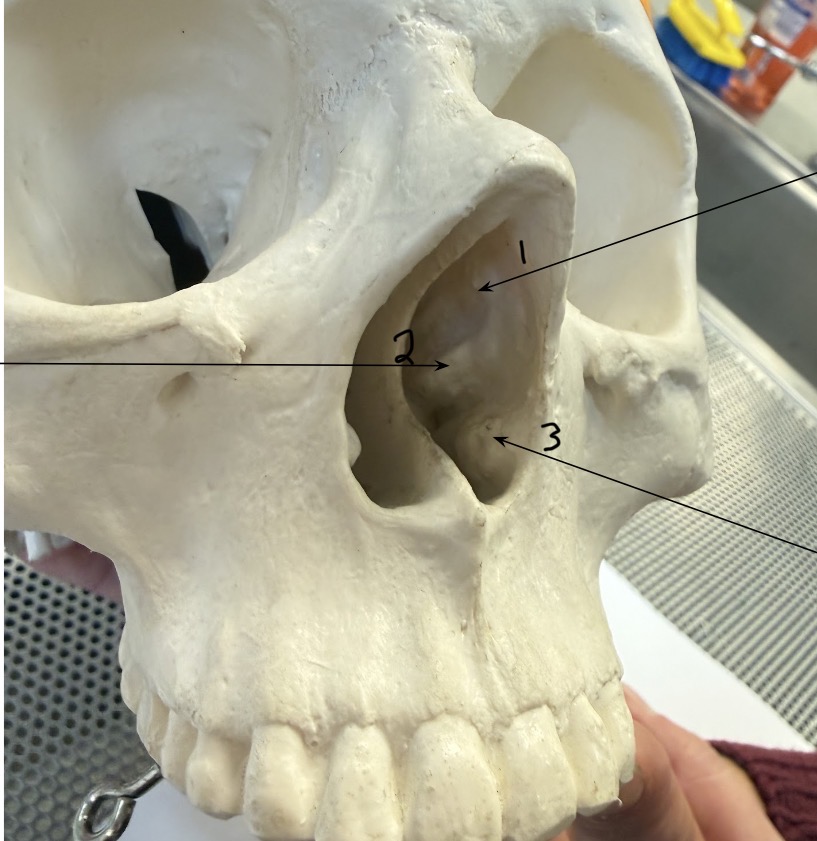 <p>Name the structures.</p>