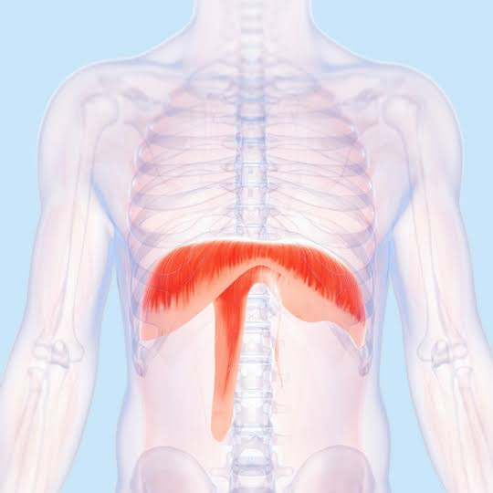 <p>What is the muscle highlighted in red</p>