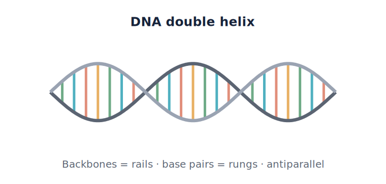 <p>DNA – helical structure</p>