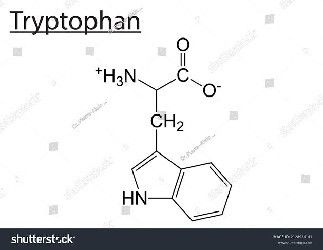 <p>Tryptophan</p>