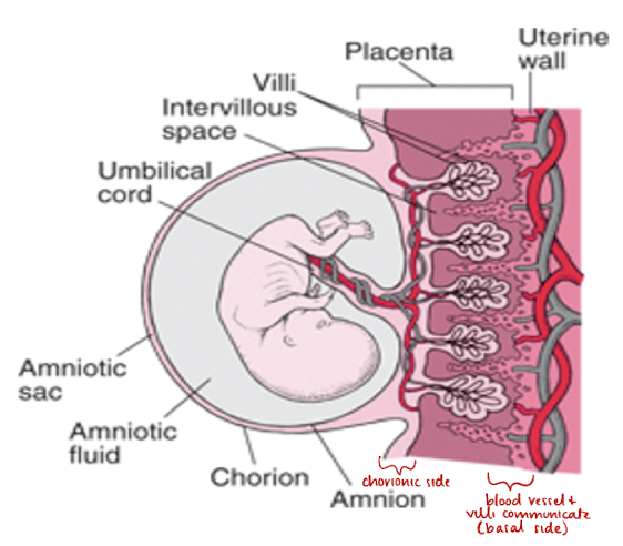 <p>divided into 2 parts</p><ol><li><p><span style="color: red;"><strong><u>chorionic plate</u></strong></span> (<span style="color: red;">fetal surface</span>)</p></li></ol><ul><li><p>surface facing amniotic fluid</p></li><li><p>continuous with chorion</p></li></ul><ol start="2"><li><p><span style="color: red;"><strong><u>basal plate</u></strong> </span>(<span style="color: red;">maternal surface</span>)</p></li></ol><ul><li><p>surface facing uterine wall</p></li><li><p>continuous with <span style="color: red;">decidua basalis</span></p></li></ul><p></p>