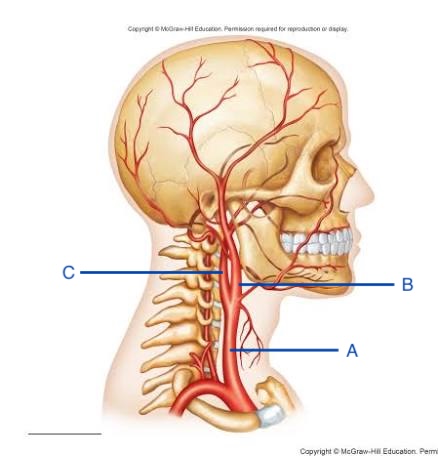 <p>Identify the structure indicated by A</p>