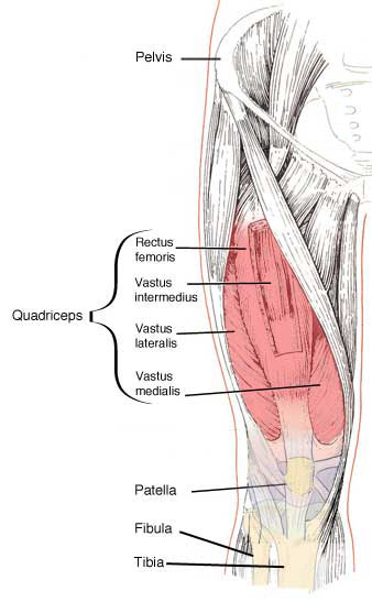 <p>vastus intermedius</p>
