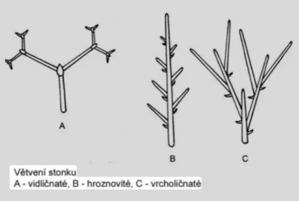 <p>Větvení stonku</p><p>A-vidličnaté, B- hroznovité, C - vrcholičnaté</p>