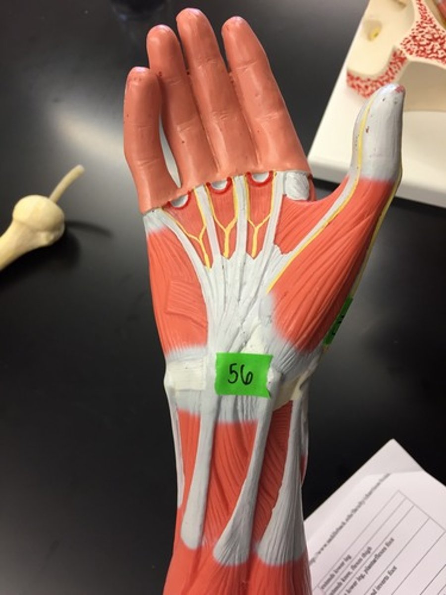 <p>origin: N/A</p><p>insertion :N/A</p><p>action: tendons sheath for flexor tendons</p>