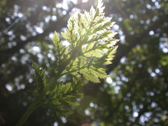 <p>an organism that is able to capture energy from sunlight or chemicals and use it to produce its own food from inorganic compounds; also called a producer</p>