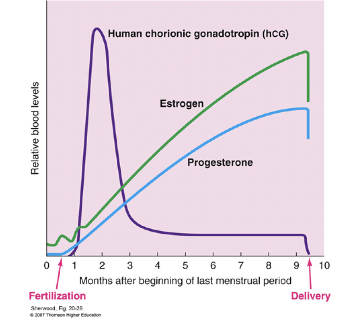 <p>hormones of pregnancy</p>
