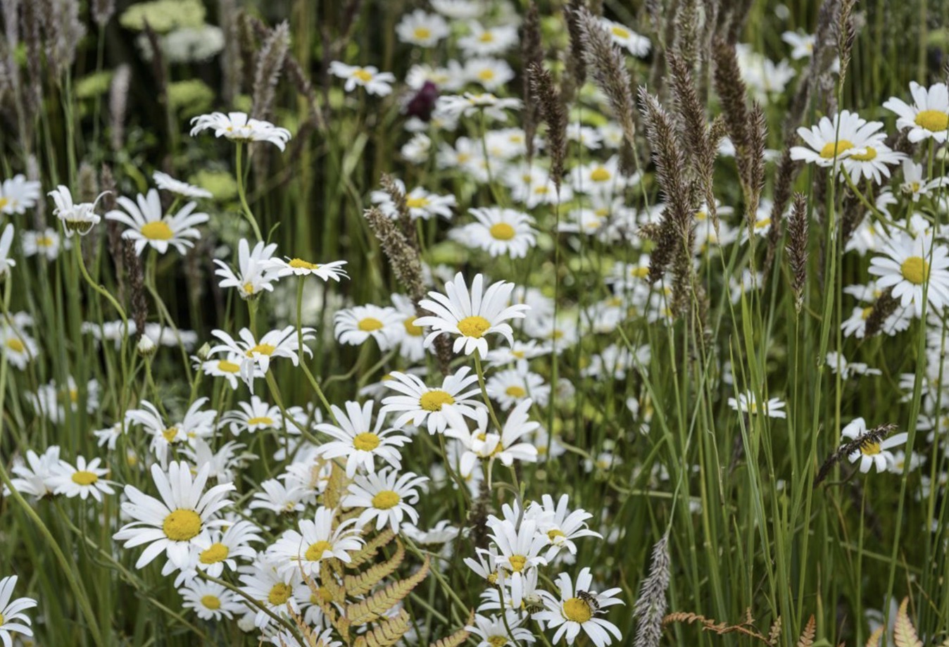 <p>Leucanthemum vulgare light preference</p>