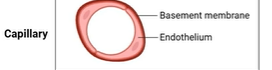 <p> <span style="color: purple;">Flattened endothelium – high permeability</span></p><p> Allow gases, nutrients and electrolytes to be exchanged</p><p> Large network</p><p> Connects arterioles to venules</p><p></p><p>thin layer of <span style="color: purple;">basement membrane</span></p>