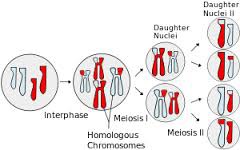 <p>a type of cell division that results in four genetically different daughter cells each with half the number of chromosomes of the parent cell (also known as reduction division)</p>